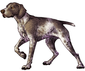 German Shorthaired Pointer