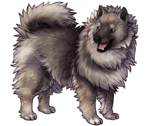 Keeshond